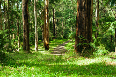 Enjoy the walking trail in Toolangi State Forest after your other outdoor activities.