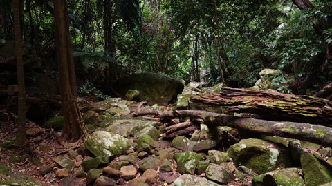 Rocky forest in Watagan national park, best for hiking. 