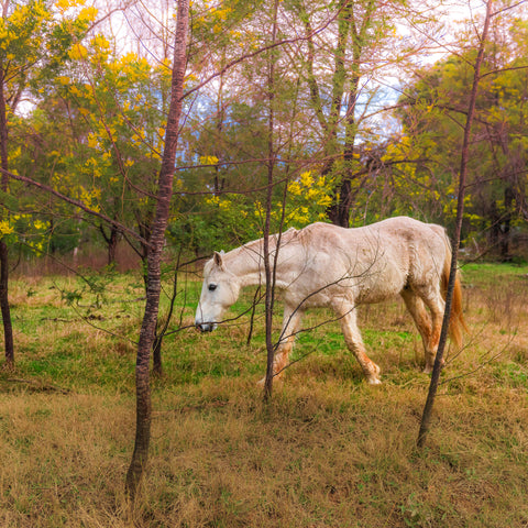 On your 4wd trip, keep your eyes to the wild white horse roaming through the trees at Watagans National Park 