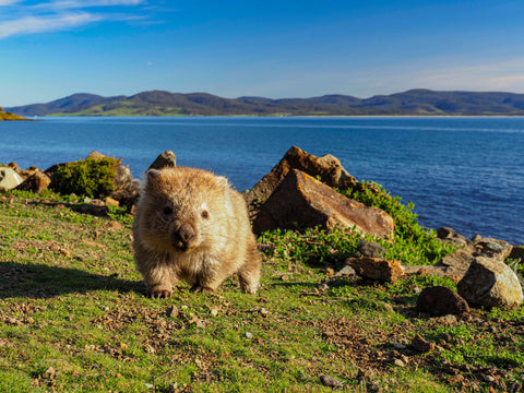Spot the cutie Wombats at Maria Island. Take a picture & include in your outdoor memories. 