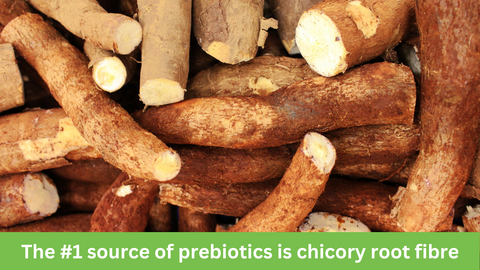 best source of prebiotics chicory root inulin