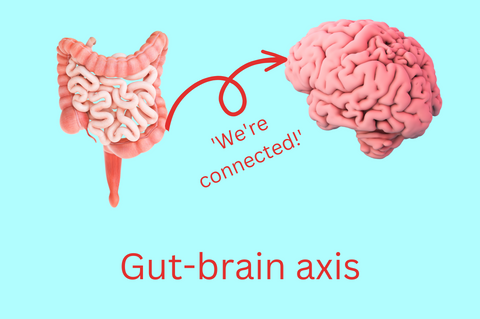 prebiotics digestion gut brain axis