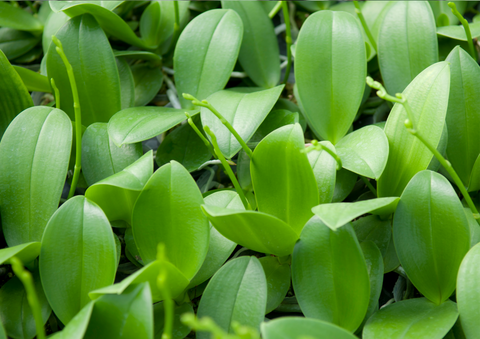 Orchid seedlings