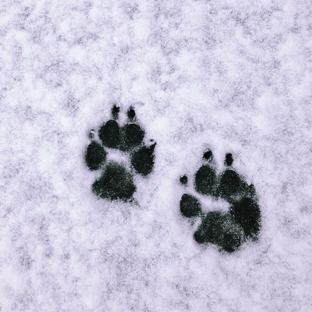 Hundepfoten im Schnee schützen