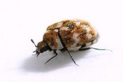 Carpet Beetles  Killroy Pest Control