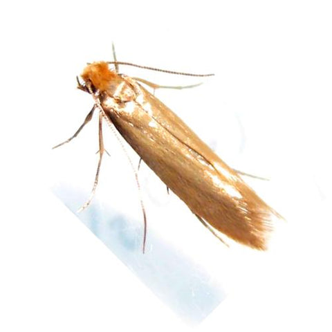 Carpet Moth Killer Kit - Large Infestation.
