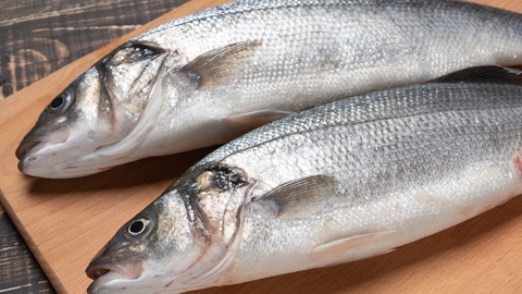 ミキロンダイレクトショップ｜まぐロール｜釣った魚｜締め方｜持ち帰る｜釣り