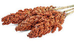 Sorghum