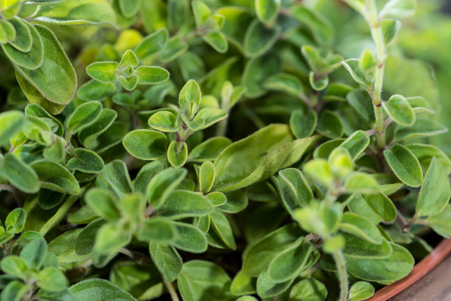 oregano-plant-closeup-shot