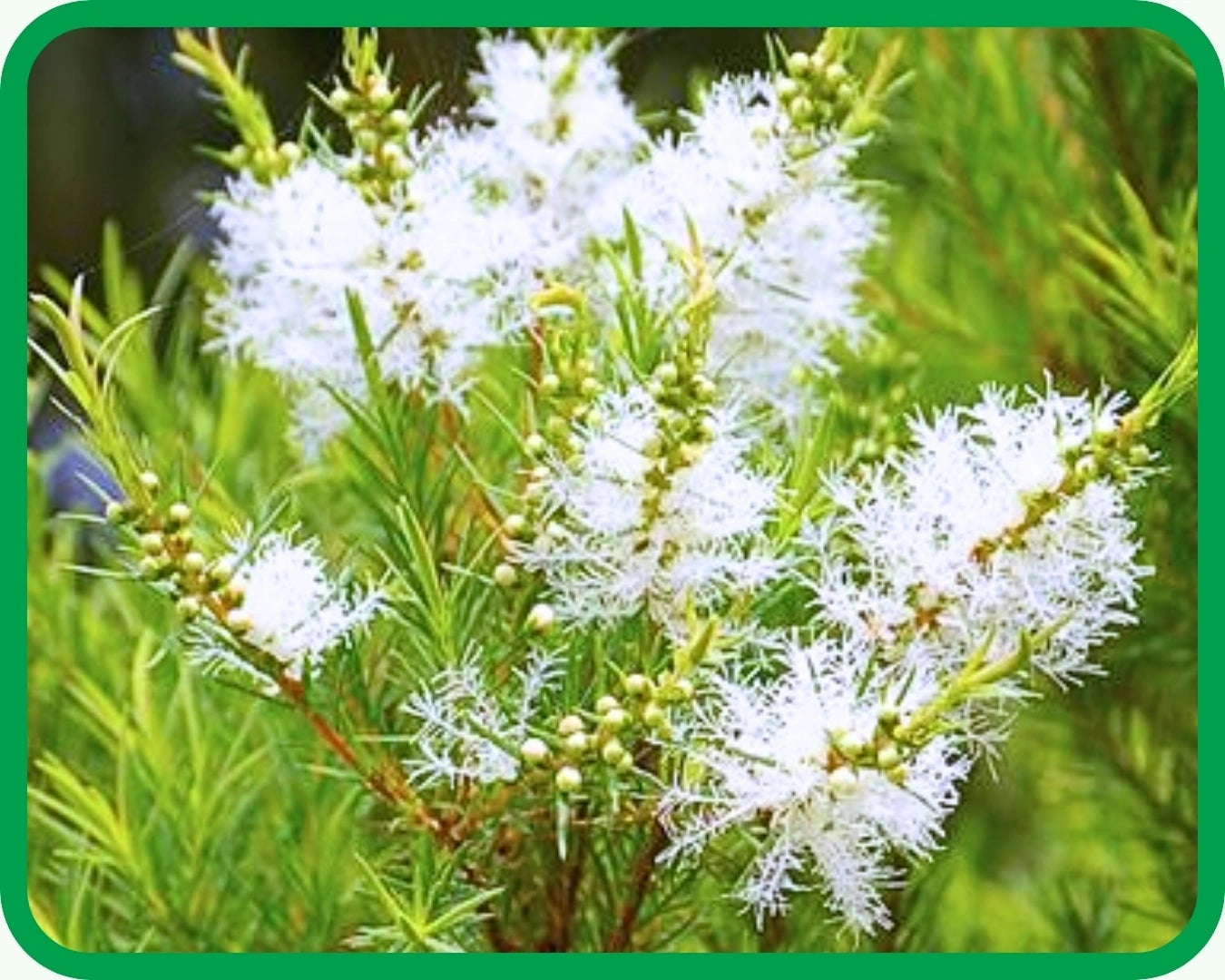 Tea Tree-min.webp__PID:19aaefa5-11f1-41ba-ab84-065196b436bb