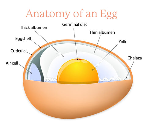 Diagram of the Anatomy of an Egg