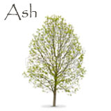 Ash Tree