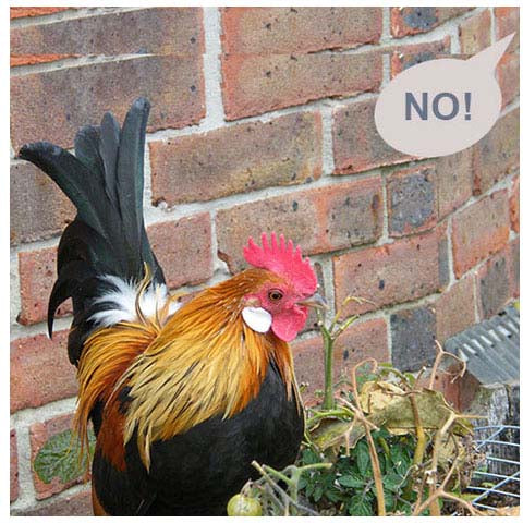 Gold Hamburg Cockerel in garden palnters