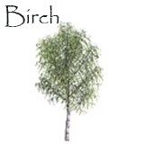 Birch Tree