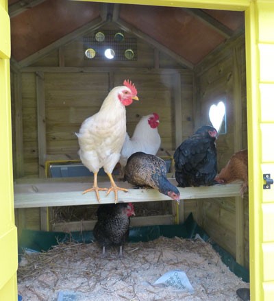 Chickens in their Hen House