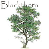 Blackthorn Tree
