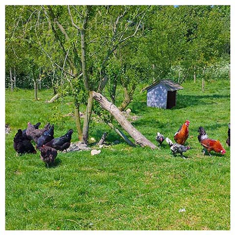 Shelter and shade for Chickens