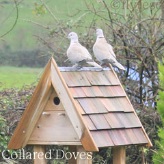 Collared Doves