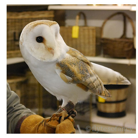 Eddie the Barn Owl