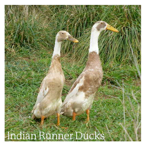 Indian Runner Ducks