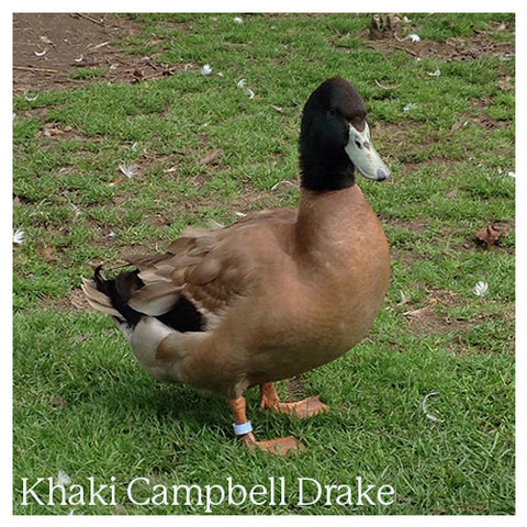 Khaki Campbell Drake