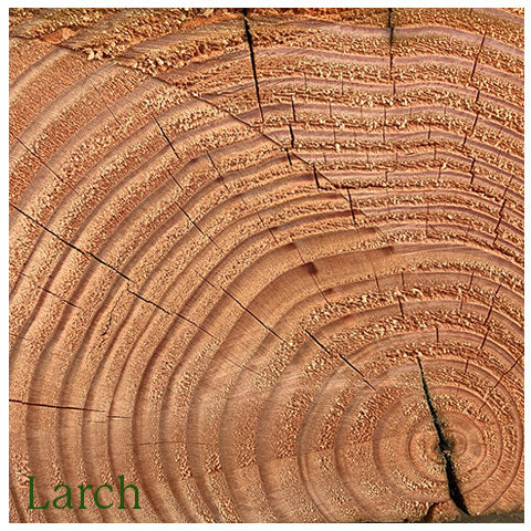 Larch Tree (softwood) timber rings