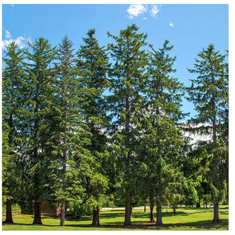 Mature Spruce Trees