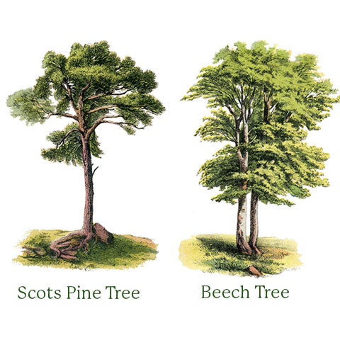 Pine Tree and Beech Tree