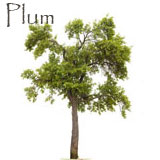 Plum Tree