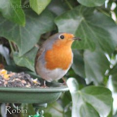 Robin on feeding table