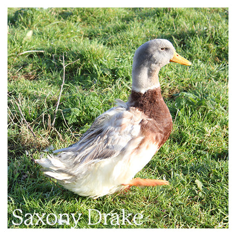 Saxony Drake