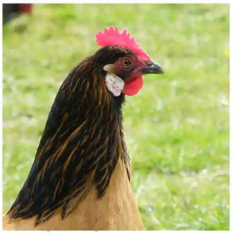 Vorwerk Hen with red comb