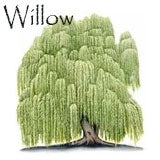 Willow Tree