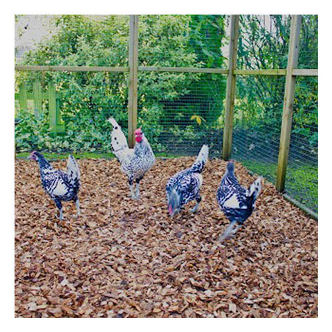 Chickens on Hardwood Woodchip