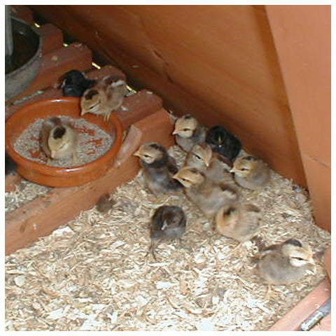 Chicks in Broody Coop