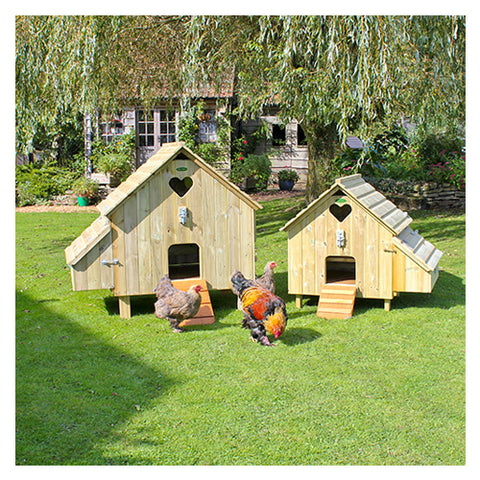 Maggie's Hen Houses with Brahmas