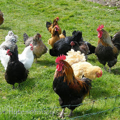 Mixed flock of Chickens