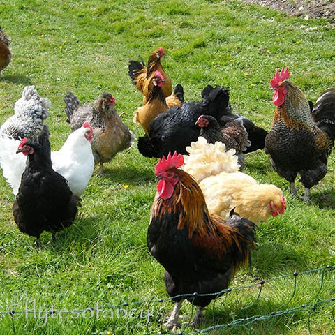 Flock of mixed chickens