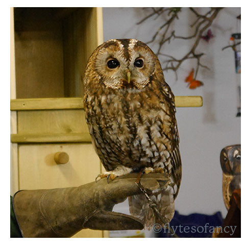 Beebo the Tawny Owl