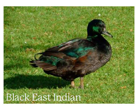 Black East Indian Duck