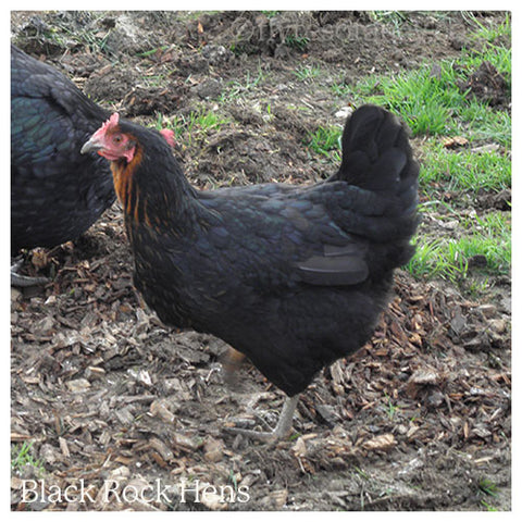 Black Rock Hen (©flytesofancy)