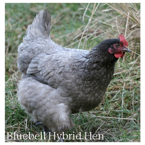 Bluebell Hybrid Hen
