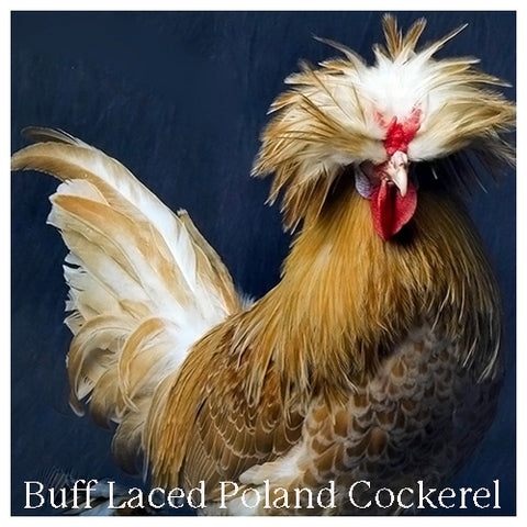 Buff Laced Poland cockerel