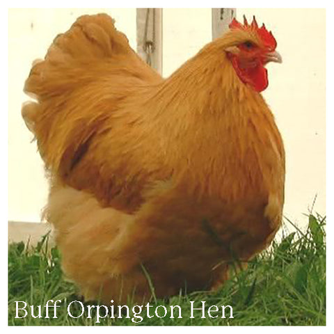 Buff Orpington Hen