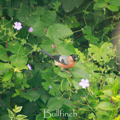 Bullfinch