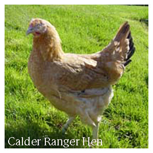 Calder Ranger Hybrid