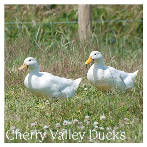 Cherry Valley Ducks