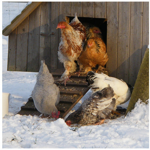 Chickens exiting the henhouse in snow