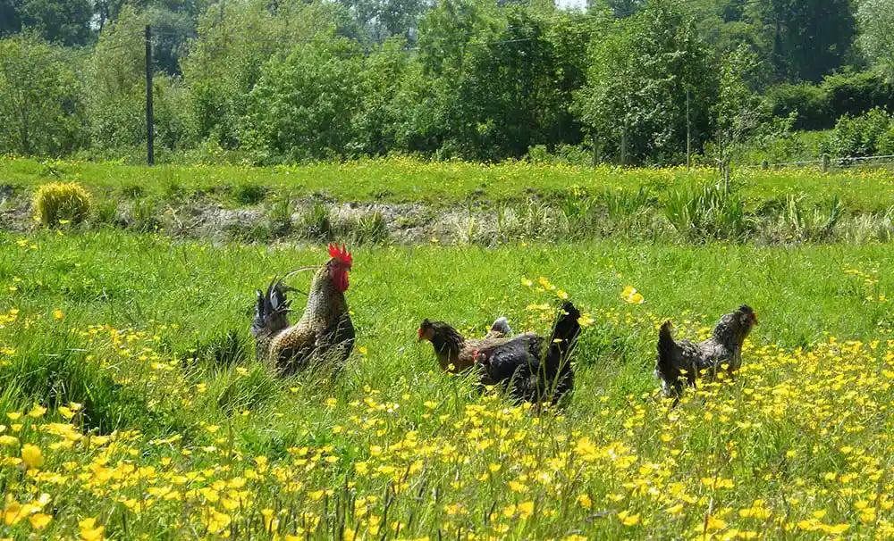Chickens in the Buttercup Field