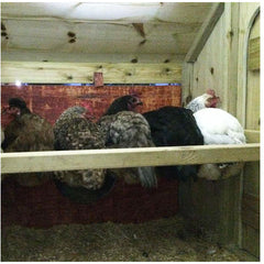 Chickens roosting on their perches